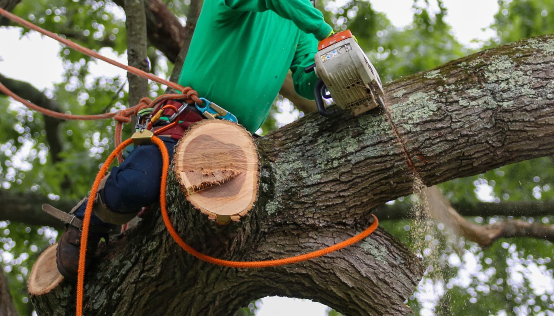 Relax with Northern Kentucky best tree removal.