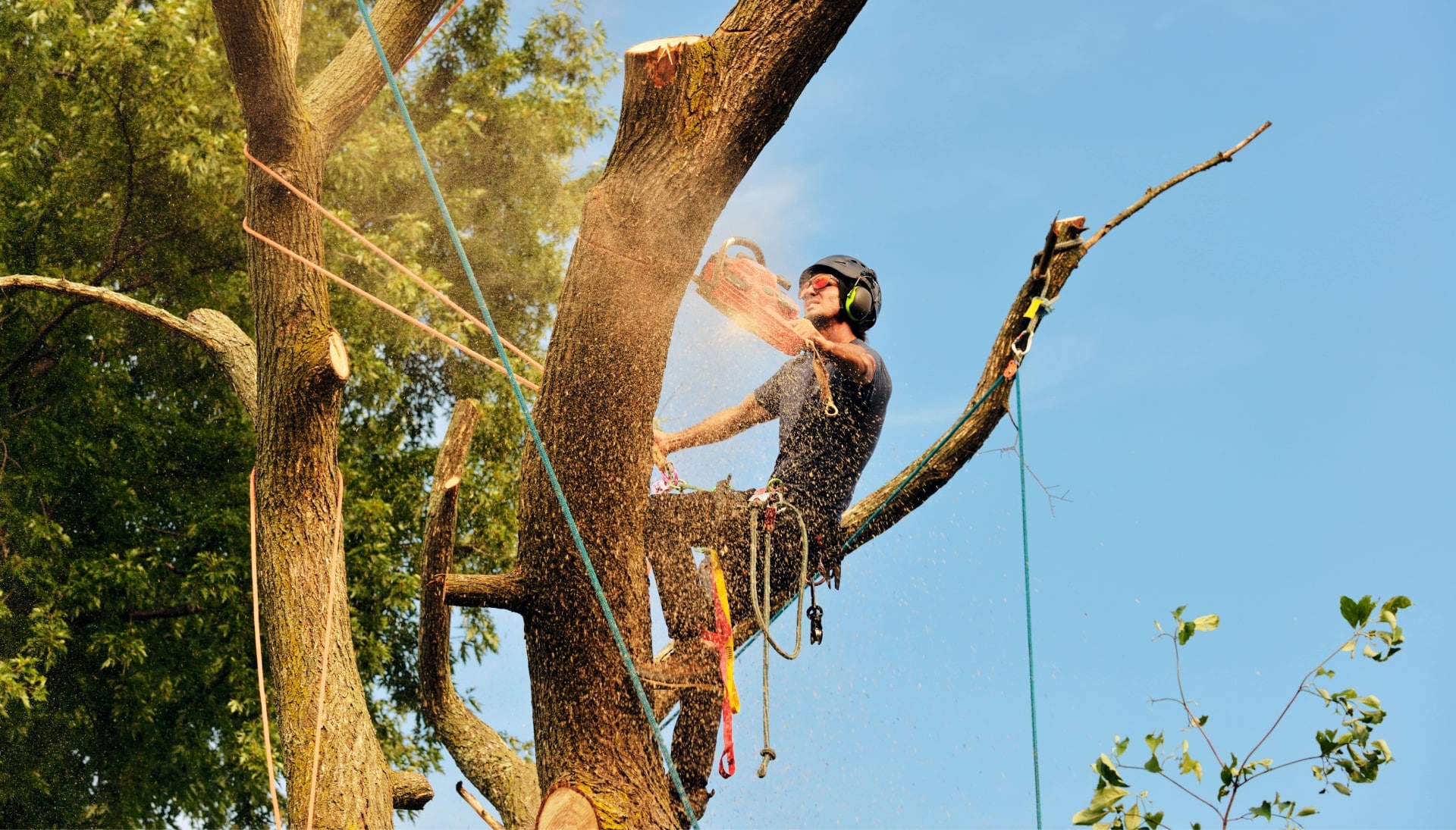 Northern Kentucky tree removal experts solve tree issues.
