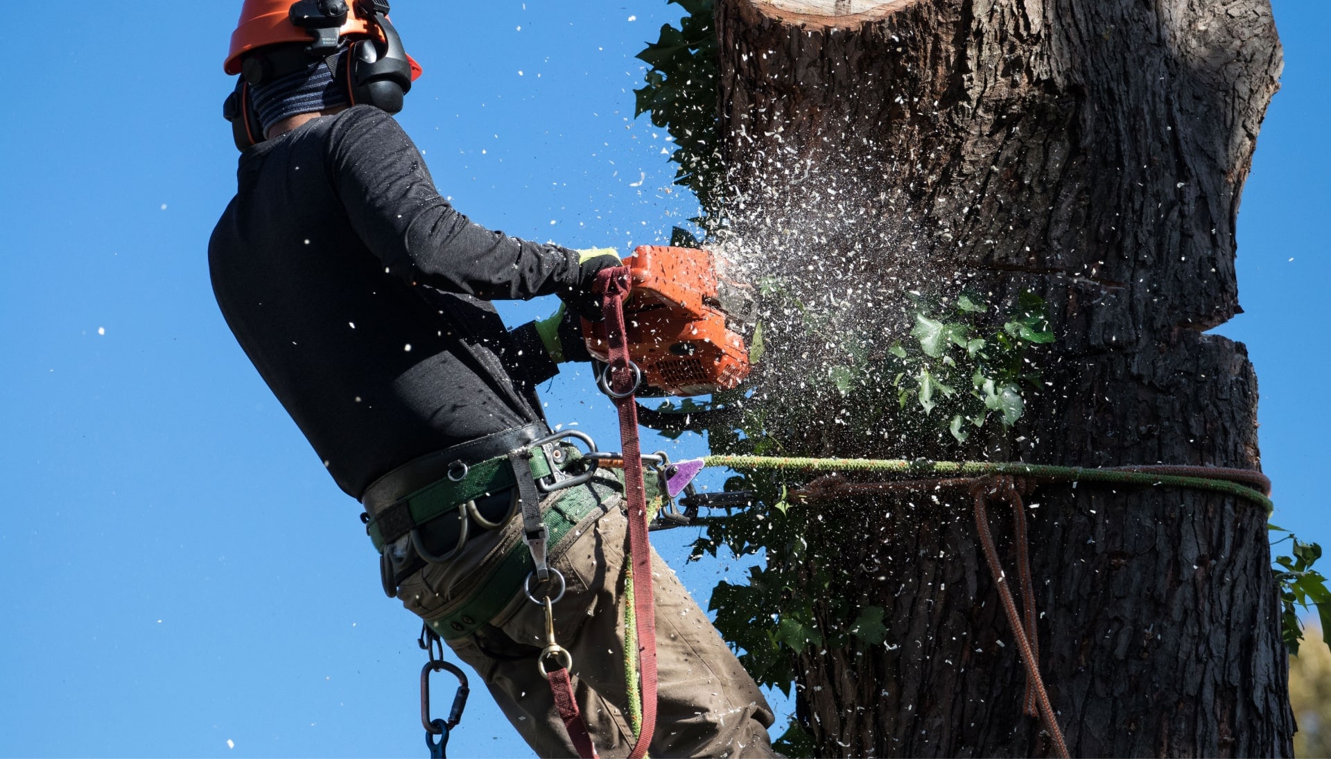 Professional Tree removal solutions in Northern Kentucky