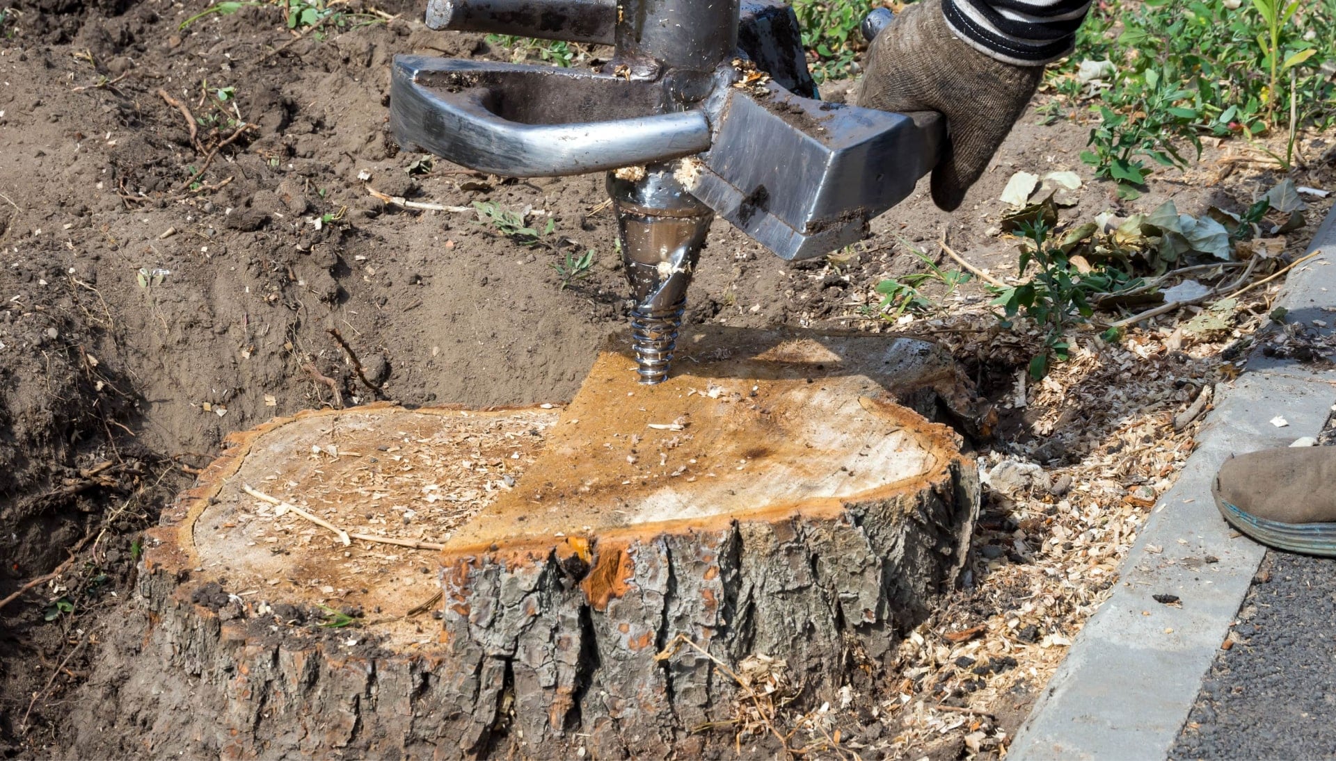Northern Kentucky Tree stump removal